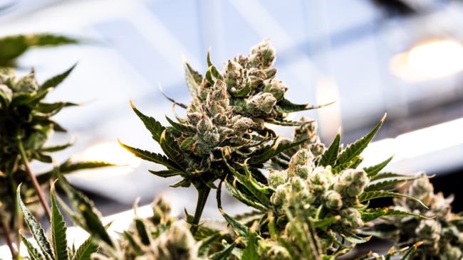 sungrown weed