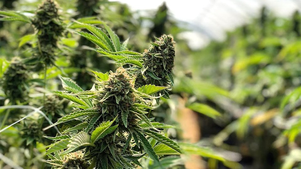 flowering stage of weed