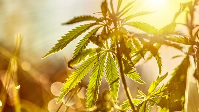 outdoor weed